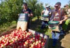 HIGH-PAYING FRUIT-PICKING EMPLOYMENT IN CANADA WITH VISA SPONSORSHIP