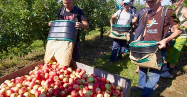 HIGH-PAYING FRUIT-PICKING EMPLOYMENT IN CANADA WITH VISA SPONSORSHIP