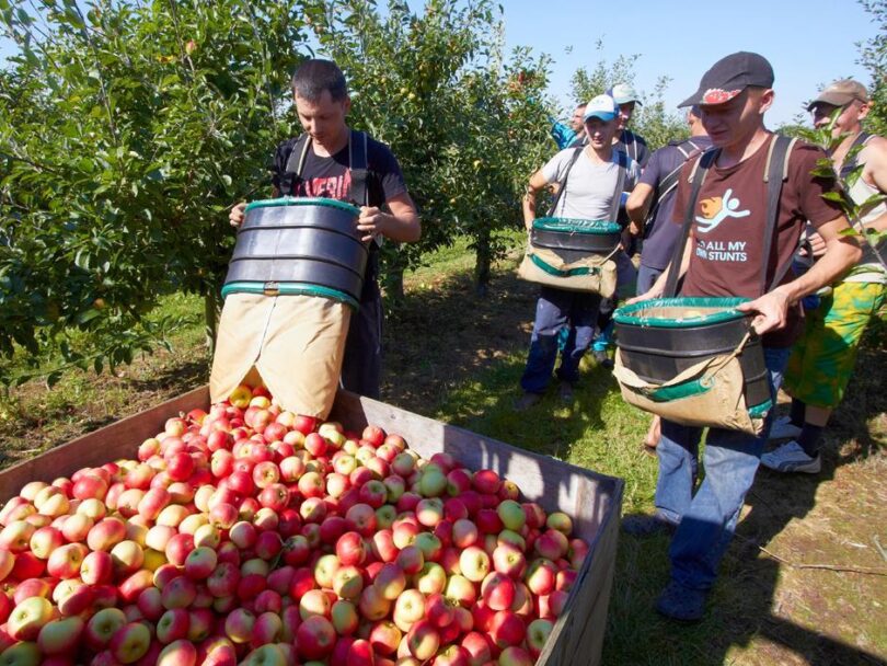 HIGH-PAYING FRUIT-PICKING EMPLOYMENT IN CANADA WITH VISA SPONSORSHIP